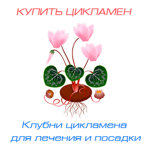 Цикламен-клубни.РФ - купить клубни лесного кавказского цикламена для лечения гайморита или посадки